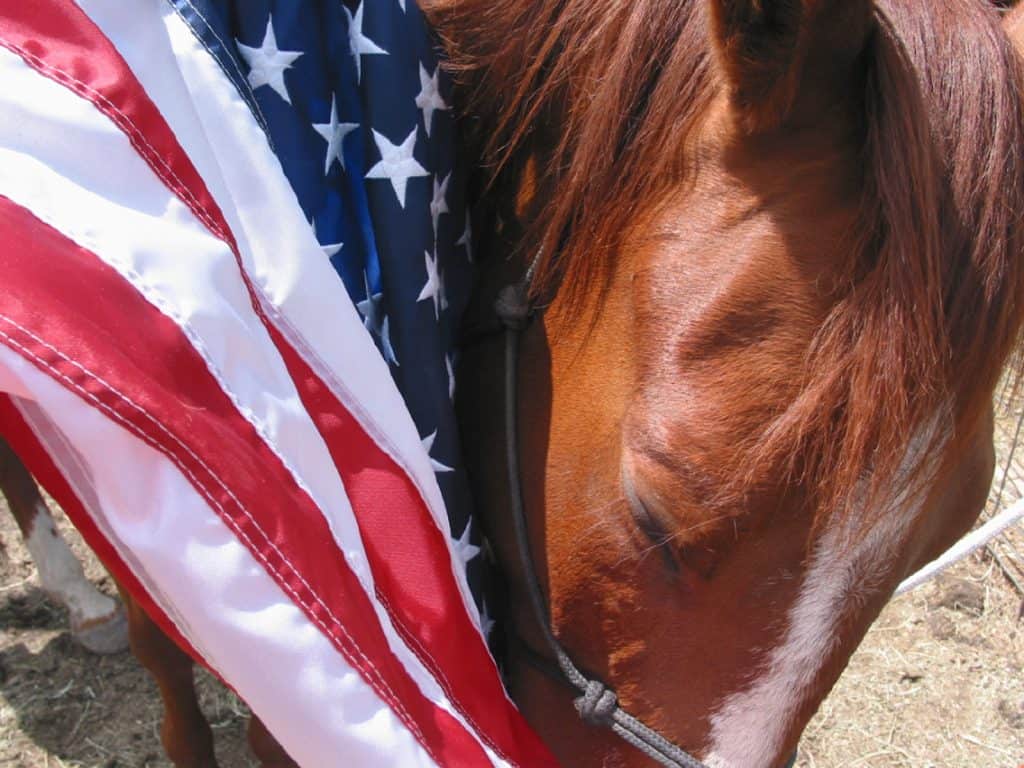 Horse With Flag